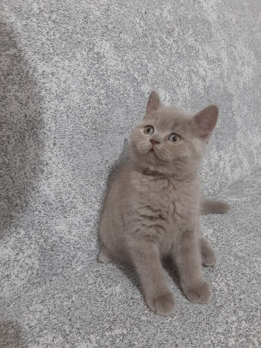 Kedi sahiplendirme ilanı